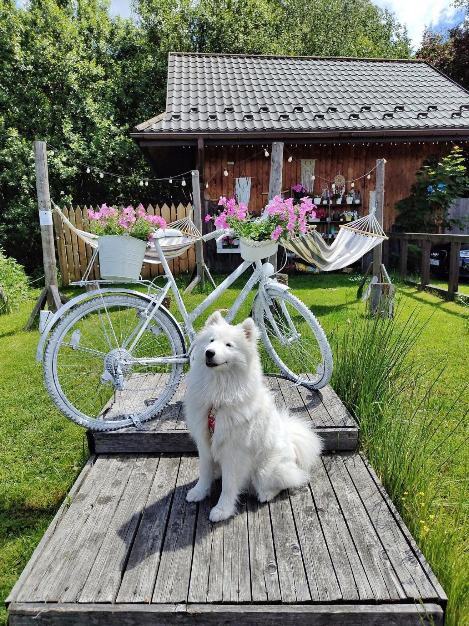 Bed and Breakfast Czarna Owca Истебна Экстерьер фото